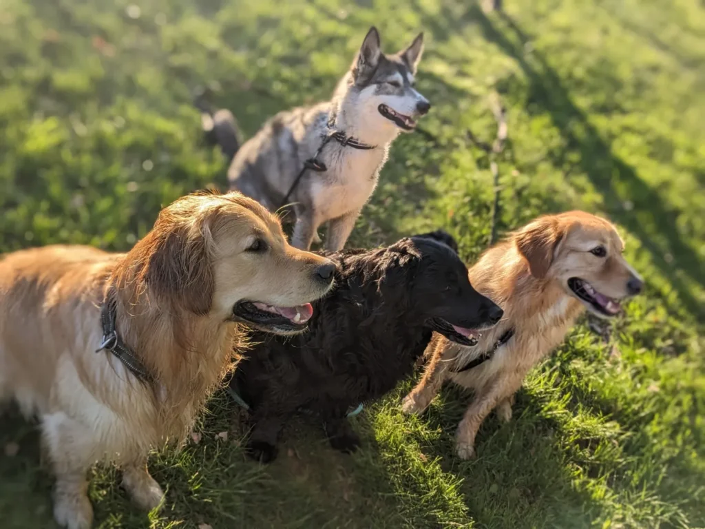 hunddagis i karlstad