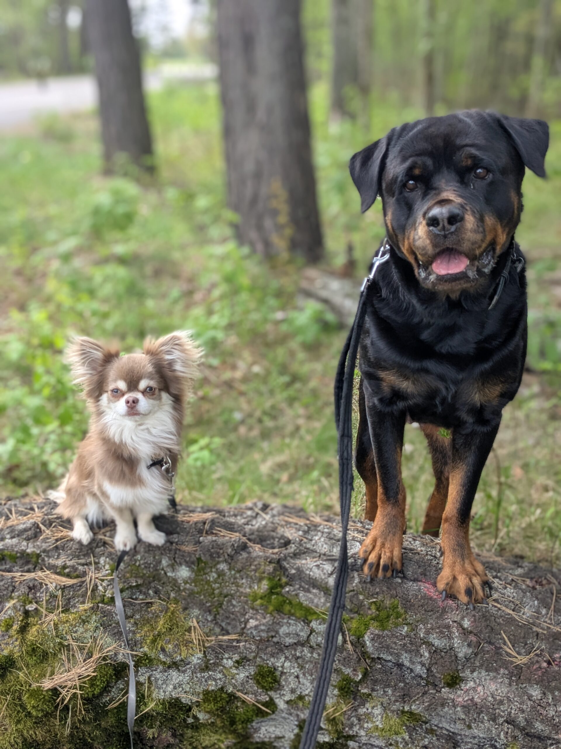 dogwalker i karlstad