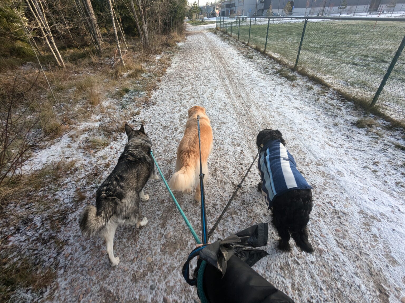 Hundpromenad i karlstad