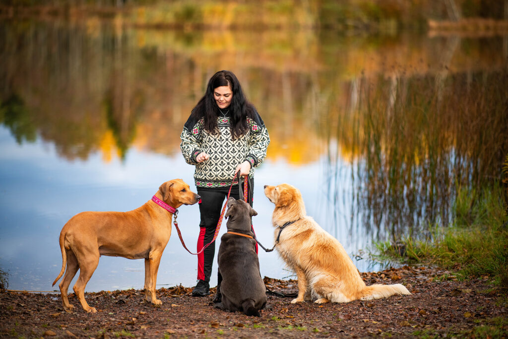Hundar på väg ab karlstad